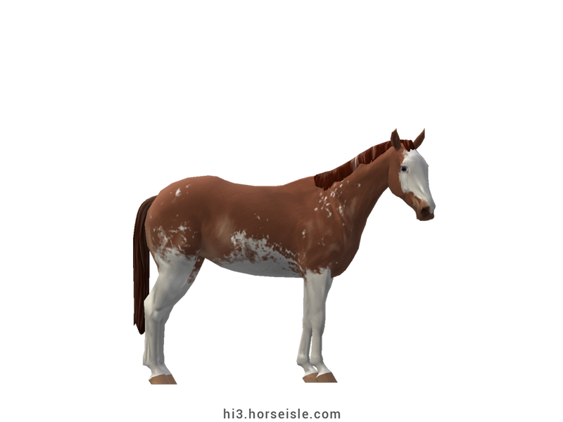 Australian Stock Horse Red Dun Sabino Coat